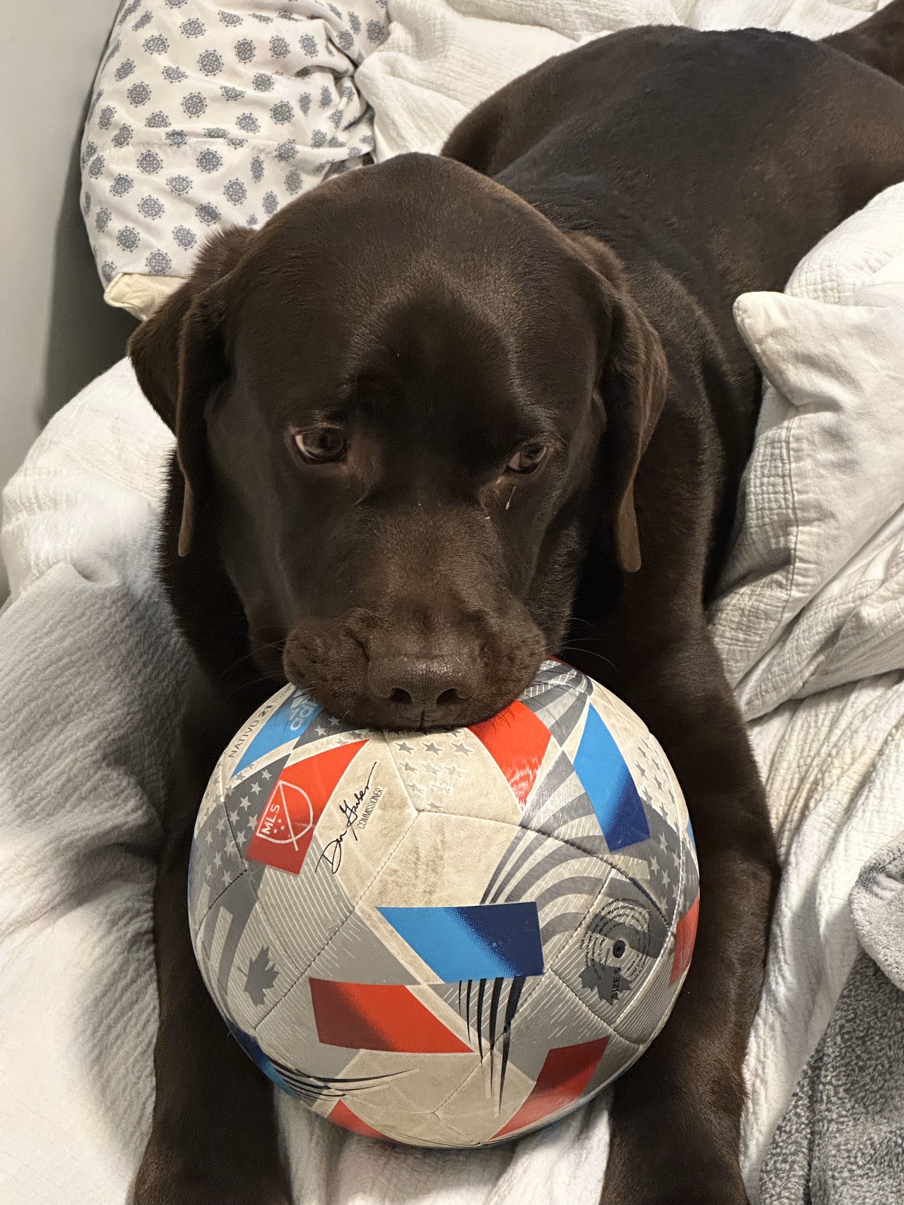 Picture of Princeton